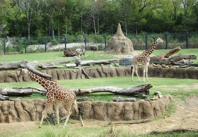 Top 12 Dallas TX Attractions